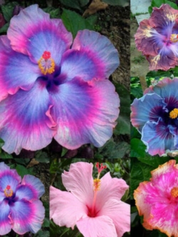 ชบาดอกยักษ์ คละโทนสีฟ้า-ชมพู / 100 เม็ด