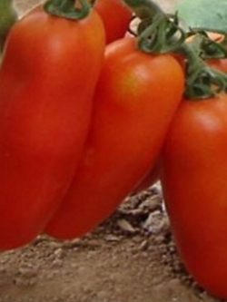 มะเขือเทศพวง ลูกยาว สีส้ม / 200 เม็ด (China)