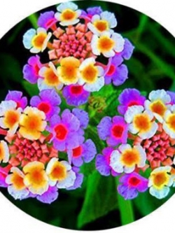 ผกากรอง (A) / 50 เม็ด (นอก)