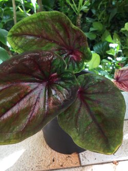 ต้นบอนสี “ชนะมาร” กระถาง 6 นิ้ว / ต้น