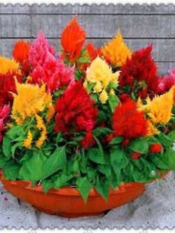 สร้อยไก่แคระ (Celosia Kimono) คละ 8 สี / 75 เม็ด (Australia)