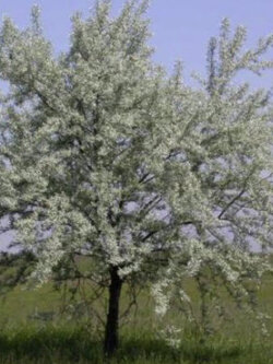 มะกอกรัสเซีย (Russian Olive) หรือมะกอกป่า / 20 เม็ด (Russia)