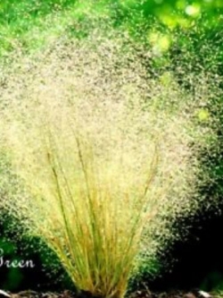 หญ้าคลาวด์ (Cloud Grass) / 1,300 เม็ด (UK)