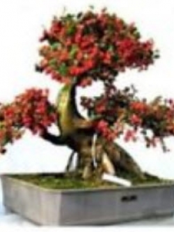 หม่อนดำ หรือมัลเบอรี่ดำ (Black Mulberry) บอนไซ / 50 เม็ด (China)