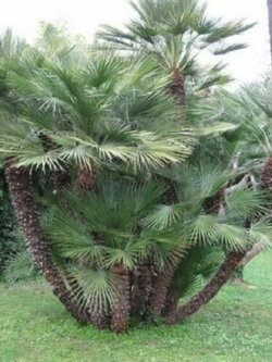 ปาล์มเมดิเตอเรเนียน (Mediterranean Palm) / 2 เม็ด (Italy)