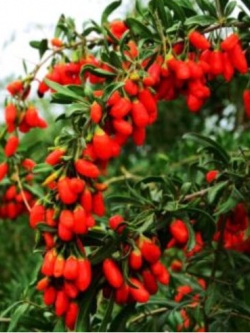 โกจิเบอรี่ / เก๋ากี้ (Gojiberry) / 200 เม็ด