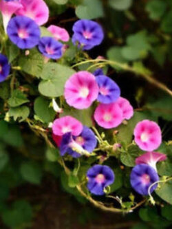 มอร์นิ่ง กลอรี่ (Morning Glory) หรือผักบุ้งฝรั่ง คละสี / ซอง 40 เม็ด