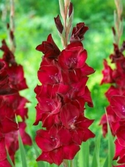 แกลดิโอลัส (Gladiolus) สีเบอกันดี / 100 เม็ด