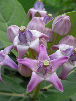 ต้นรัก ดอกสีม่วง สูง 20-30 ซม. / ต้น