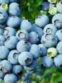 บิลเบอรี่ (Bilberry) / 300 เม็ด