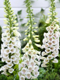 ดิจิทาลิส (Digitalis - Alba) สีขาว / 7,000 เม็ด (UK)