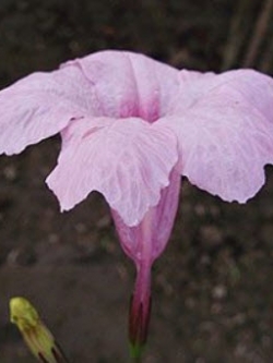 ต้อยติ่งฝรั่ง (Ruellia tuberosa) สีชมพู / 10 เม็ด