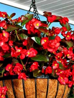 บิโกเนียใบมัน (Wax Begonia) สีแดง / 1,000 เม็ด (UK)