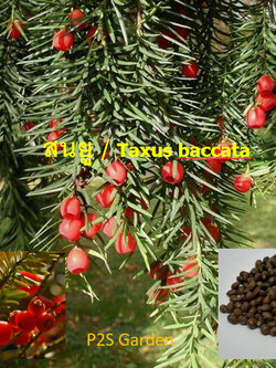 สนยู สนยิว สนอังกฤษ Taxus Baccata / 5 เม็ด (Czech)