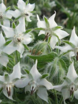 โบราจ (Borage) สีขาว / 50 เม็ด (Portugal)