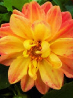 รักเร่ สีทอง (Gold Dahlia) / 100 เม็ด (S045)