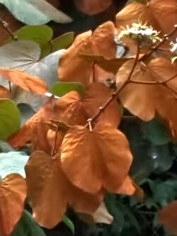 ต้นใบไม้สีทอง หรือย่านดาโอ๊ะ ไม้หายาก กระถาง 6 นิ้ว สูง 20-30 ซ.ม.