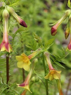 ซัลเฟอร์ ทรัมเป็ท หรือ จาคอบป์ แลดเดอร์ / 25 เม็ด (Portugal)