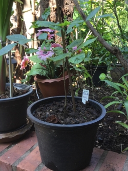 ต้นโปร่งฟ้า หรือส่องฟ้า กระถาง สูง 30-50 ซ.ม. / ต้น