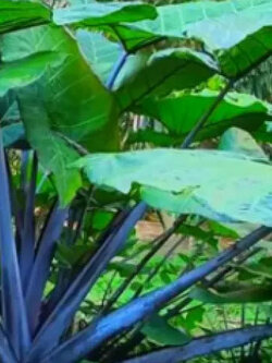 ต้นทูนดำ / ออดิบดำ / บอนก้านดำ กระถาง 10 นิ้ว