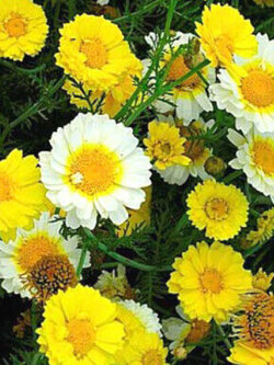 คราวน์เดซี่ (Crown Daisy) กลีบซ้อน คละสี พันธุ์ต้นสูง / 400 เม็ด (UK)