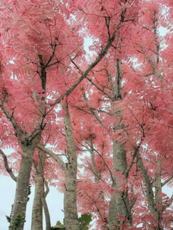 มะฮ็อกกานีจีน (Chinese Mahogany / Pink tree) / 10 เม็ด (UK)