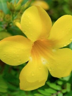 ต้นบานบุรีเหลือง กระถาง สูง 50 ซ.ม. ขึ้นไป / ต้น (P2S)