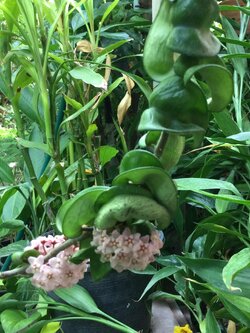 ต้นโฮย่า เกลียวสวาท ช่อยาว 50-80 ซ.ม. / ต้น