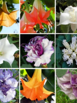 ลำโพง (Brugmansia) คละสี / 100 เม็ด (China)