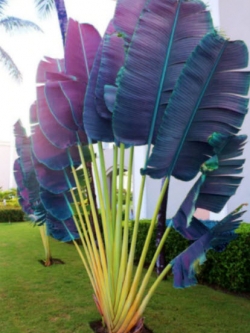 กล้วยพัด ใบสีม่วง / 20 เม็ด (Vietnam)