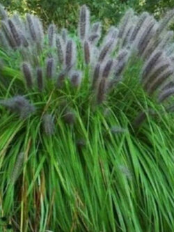 หญ้าภูเขา (Pennisetum alopecuroides / Moudry) / 100 เม็ด