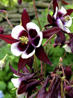 โคลัมบายน์ - วิลเลี่ยม กินเนส (Columbine William Guinness) / 100 เม็ด (UK)