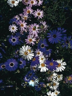 เดซี่ สวอน ริเวอร์ (Swan River Daisy) คละโทนสีม่วง / 5,000 เม็ด (UK)
