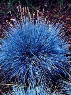 หญ้าสับปะรด (Pineapple grass) สีน้ำเงิน / 100 เม็ด