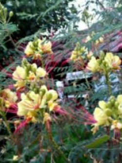 เมล็ดหางนกยูง (Bird Of Paradise) ดอกสีเหลืองนวล เกสรแดง / 5 เม็ด (Greece)