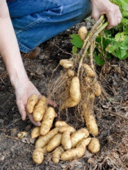 มันฝรั่งรัสเซีย (Russian potato) / 50 เม็ด