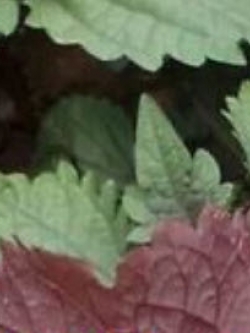 ชิโสะ (Shiso) / 1,000 เม็ด