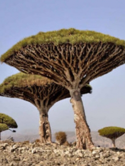 ต้นเลือดมังกร (Dragon blood tree) / 10 เม็ด (นอก)