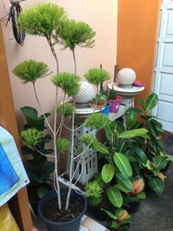 ต้นหลิวทอง (Weeping Willow) กระถาง 15 นิ้ว สูง 170-200 ซ.ม. / ต้น