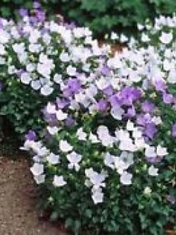 ทัสซ็อค เบลฟลาวเวอร์ คละ / 1,000 เม็ด