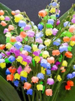 กล้วยไม้ระฆัง (Bell Orchid) คละ / 100 เม็ด (China)