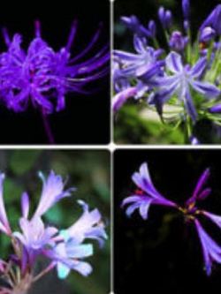 หัวว่าน (Amaryllis Bulb) ดอกสีม่วง / หัว (นอก)