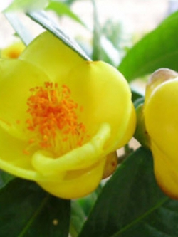 คามิเลีย (Camellia) สีเหลือง / 10 เม็ด