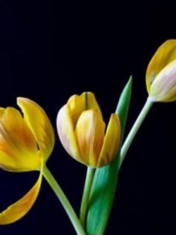 ทิวลิป สีเหลือง / 100 เม็ด