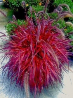 หญ้าน้ำพุแดง (Fountain Grass Red) แดง / 10 เม็ด (Moldova)