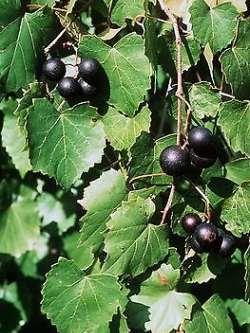 องุ่นมัสคาดีนม่วง (Purple Mascadine Grape) / 5 เม็ด (USA)