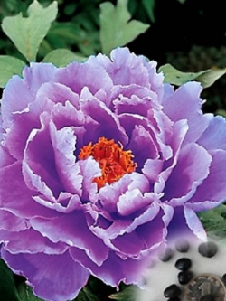 โบตั๋น (Peony) สีม่วง / 10 เม็ด (China)