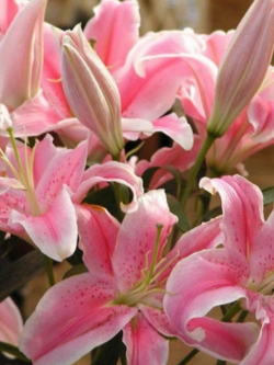 ลิลี่ (Lily) สีชมพู / 50 เม็ด (นอก)