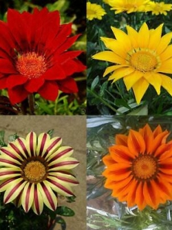 กาซาเนีย (Gazania) คละ / 100 เม็ด