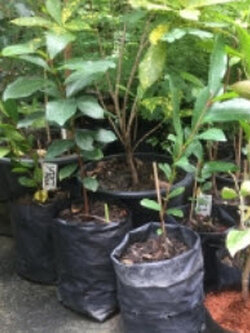 ต้นชมพู่เพชรบุรี เพาะเมล็ด สูงประมาณ 55-70 ซ.ม.